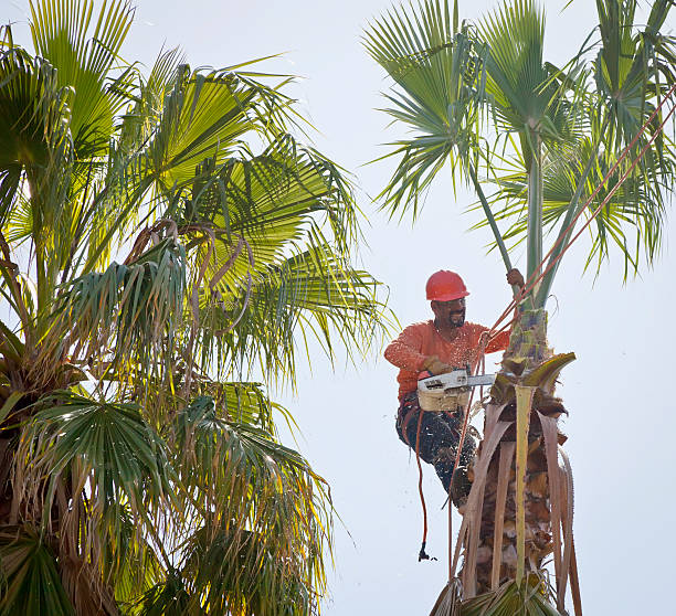 The Steps Involved in Our Tree Care Process in Doa Ana, NM